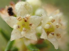 Phylica axillaris axillaris