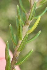 Phylica axillaris axillaris