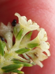 Phylica axillaris axillaris