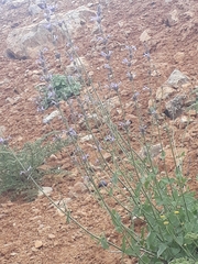 Nepeta cilicia