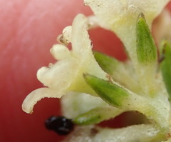 Phylica axillaris axillaris