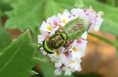 Hedriodiscus trivittatus