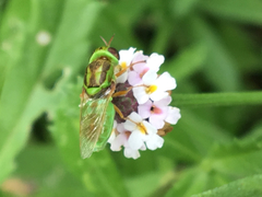 Hedriodiscus trivittatus