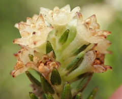 Phylica axillaris axillaris
