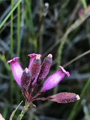 Erica cristata