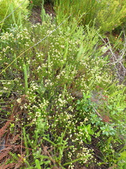 Phylica axillaris axillaris