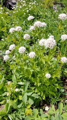 Valeriana sitchensis