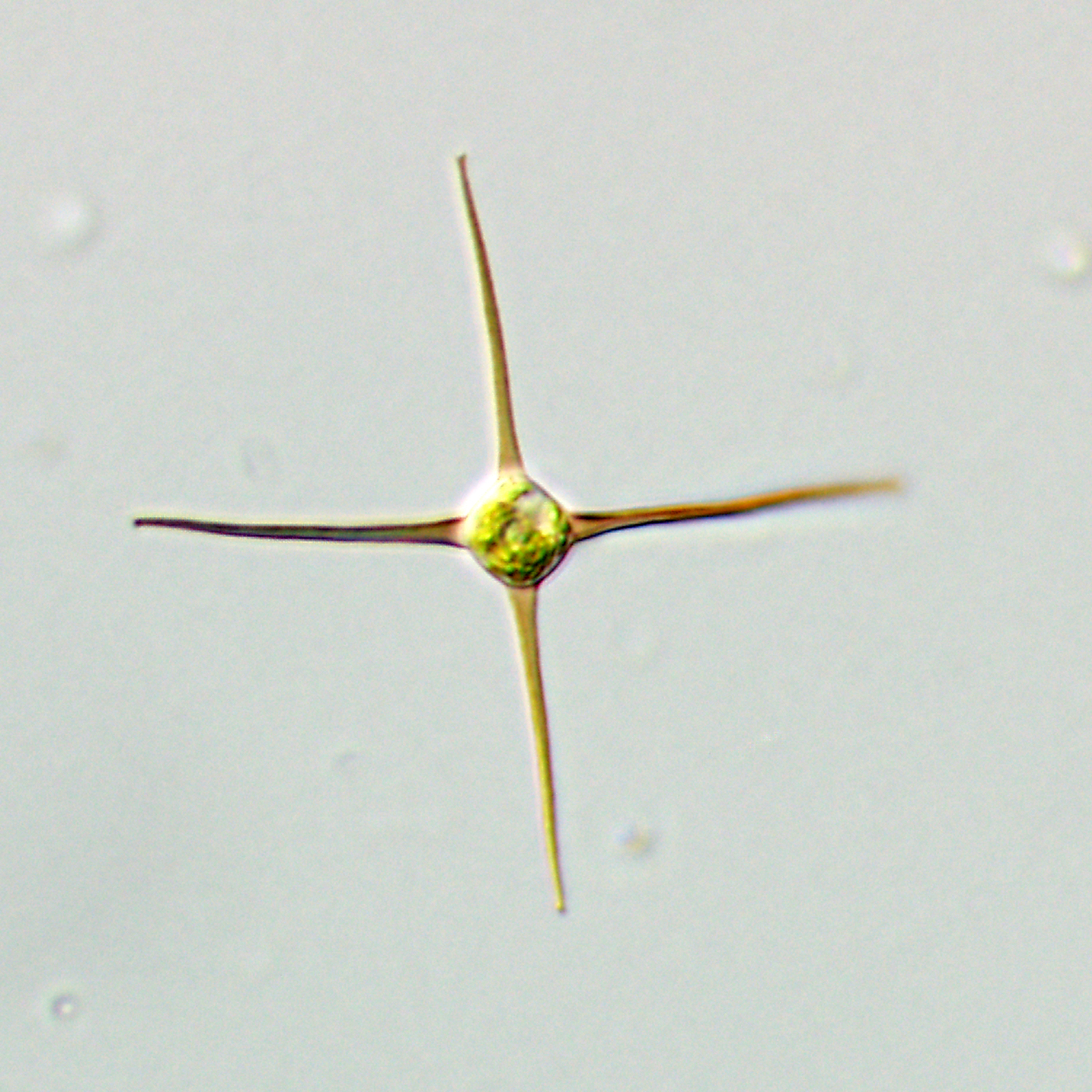 Treubariaceae