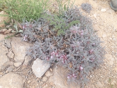 Astragalus cruentiflorus
