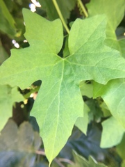 Bryonia cretica