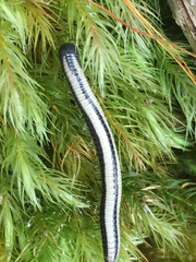 Spirobolellus immigrans