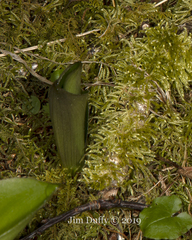 Liparis loeselii