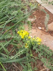 Astragalus pinetorum