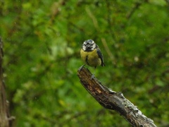 Cyanistes caeruleus