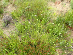 Phylica axillaris axillaris