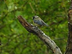 Cyanistes caeruleus