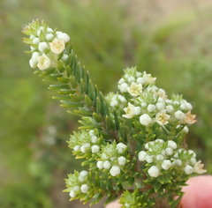 Phylica axillaris axillaris