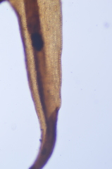 Racomitrium sudeticum
