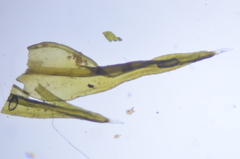 Racomitrium sudeticum