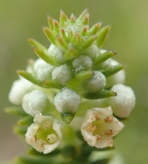 Phylica axillaris axillaris