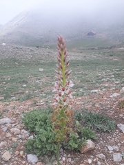Eremurus spectabilis