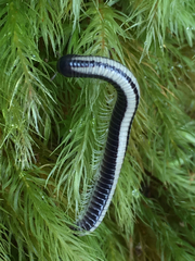 Spirobolellus immigrans