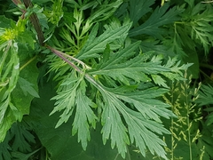 Artemisia vulgaris