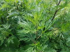 Artemisia vulgaris