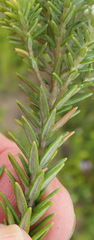 Phylica axillaris axillaris