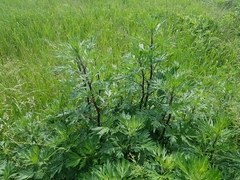 Artemisia vulgaris