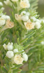 Phylica axillaris axillaris