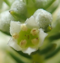 Phylica axillaris axillaris