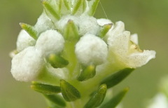 Phylica axillaris axillaris