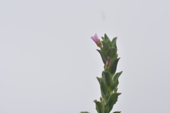 Epilobium campestre