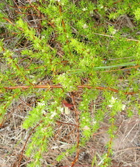 Cliffortia filifolia