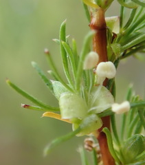 Cliffortia filifolia