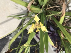 Trimezia steyermarkii