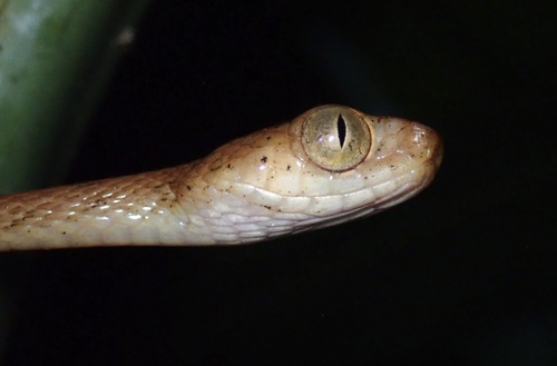 Yellow Blunt-headed Tree Snake