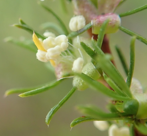 Image of Thread Caperose (Cliffortia filifolia) by (c) Nicola van Berkel, some rights reserved (CC BY-SA)