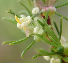 Cliffortia filifolia