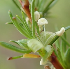 Cliffortia filifolia