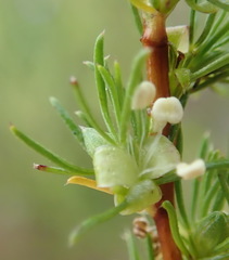 Cliffortia filifolia