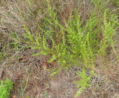 Cliffortia filifolia
