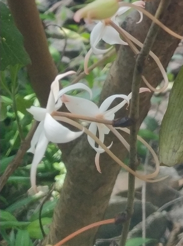 Aerangis biloba (Lindl.) Schltr.