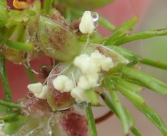 Cliffortia filifolia