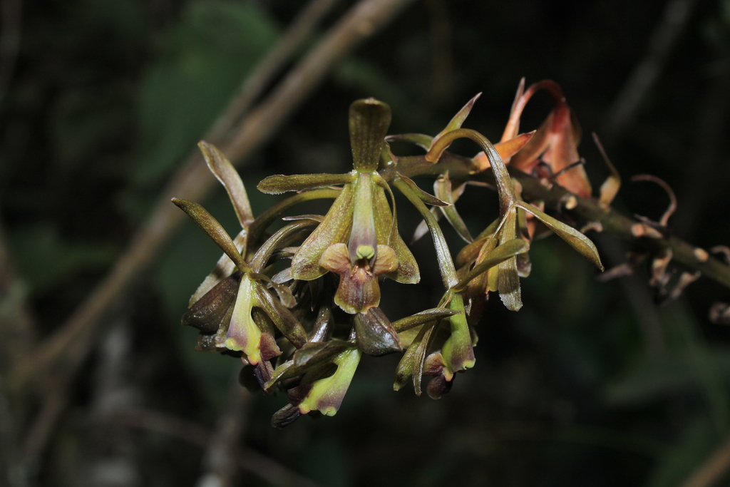 Epidendrum sisgaense Hágsater 2