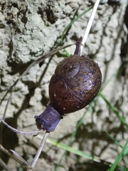 Rhytida stephenensis