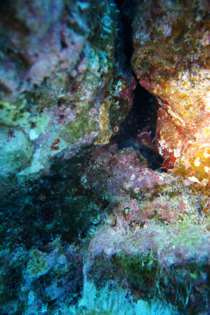 Blackspot Moray