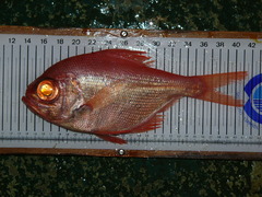 Beryx decadactylus