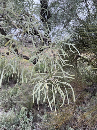 Image of Atalaya hemiglauca by (c) Lucas Christofides, some rights reserved (CC BY)